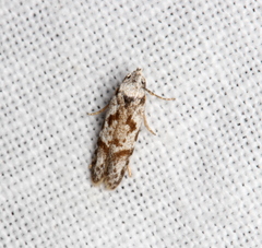 Oxythecta hieroglyphica