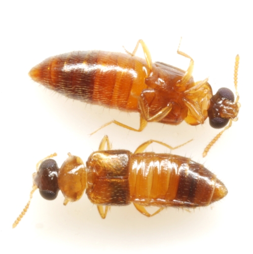 Banded Minute Rove Beetle