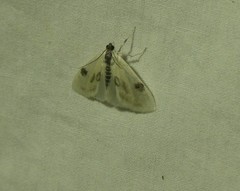 Cliniodes ostreonalis
