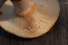Lactarius musteus