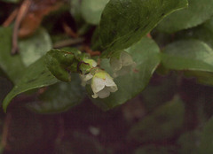 Gaultheria humifusa