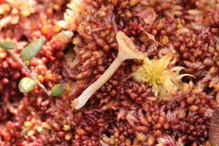 Arrhenia sphagnicola