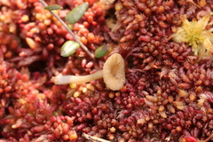 Arrhenia sphagnicola