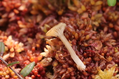 Arrhenia sphagnicola