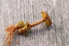 Cortinarius huronensis