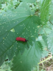 Pyropterus nigroruber