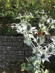 Eryngium planum