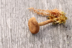 Cortinarius huronensis