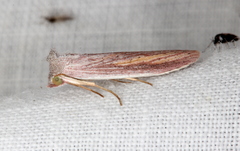 Prionopterina grammatistis