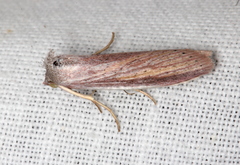 Prionopterina grammatistis
