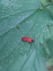 Pyropterus nigroruber