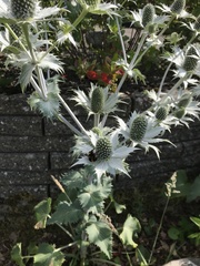 Eryngium planum