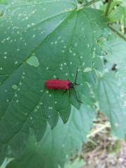 Pyropterus nigroruber