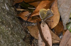 Thinopteryx nebulosa