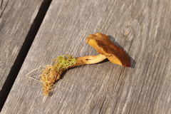 Cortinarius huronensis