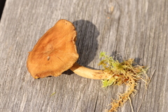 Cortinarius huronensis