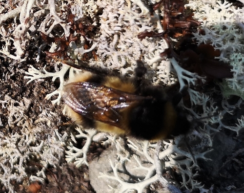 High Country Bumble Bee photo 5