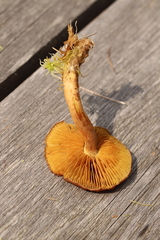 Cortinarius huronensis