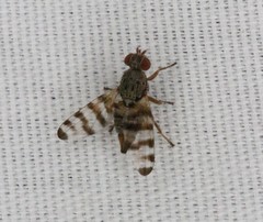 Pseudotephritina cribellum