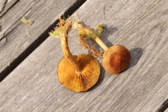 Cortinarius huronensis