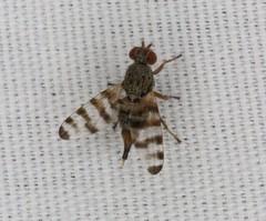 Pseudotephritina cribellum