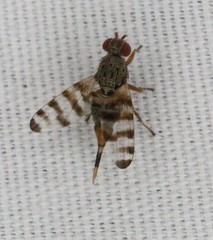 Pseudotephritina cribellum