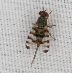 Pseudotephritina cribellum
