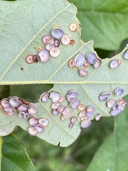 Phylloteras volutellae