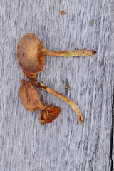 Cortinarius huronensis