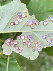 Phylloteras volutellae