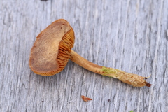 Cortinarius huronensis
