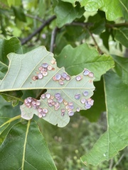 Phylloteras volutellae
