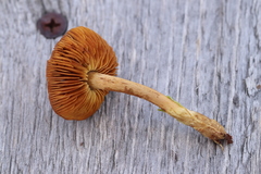 Cortinarius huronensis