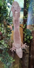 Uroplatus henkeli
