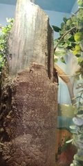 Uroplatus henkeli