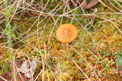 Galerina tibiicystis
