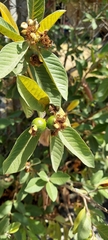 Psidium guajava