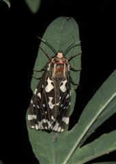 Alphaea imbuta