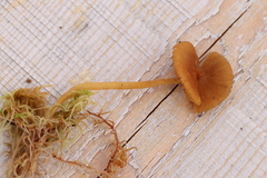 Galerina tibiicystis