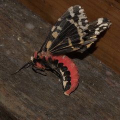 Alphaea imbuta