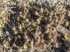 Cylindropuntieae