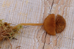 Galerina tibiicystis