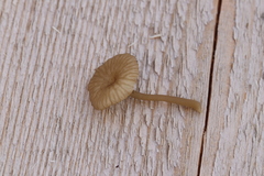 Arrhenia sphagnicola