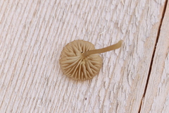 Arrhenia sphagnicola