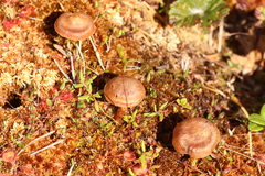 Cortinarius huronensis