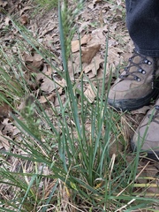 Poa arachnifera