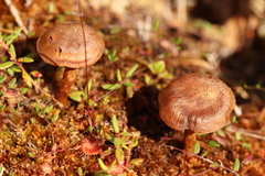 Cortinarius huronensis