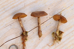 Cortinarius huronensis