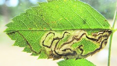 Stigmella anomalella
