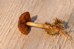 Cortinarius huronensis